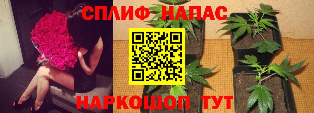Канабис сатива Серов